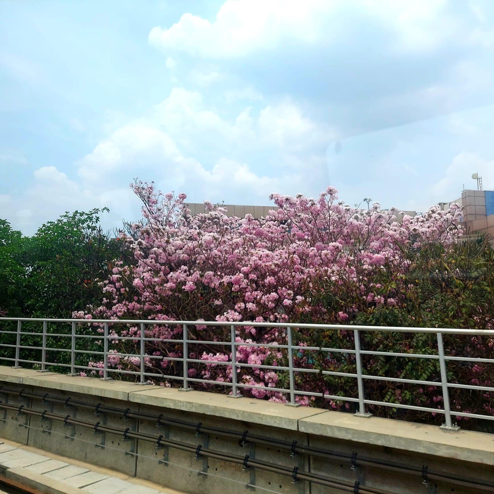 Tabebuia Rosea trees in full bloom along the Whitefield Metro section.