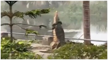 A Twitter user posted the video of the two monitor lizards at IIM-Calcutta. (Image credit: Screengrab from video tweeted by @_zeroxinfinity_)