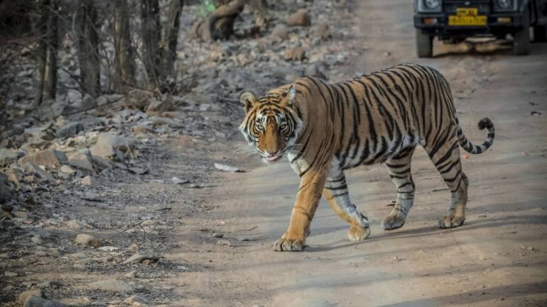 Ranthambhore National Park