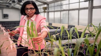 Shoba Sivasankar, Shoba Sivasankar, the IAEA’s head of genetics and plant breeding, inspects mutated sorghum plants in an IAEA greenhouse. (Photographer: Akos Stiller/Bloomberg)