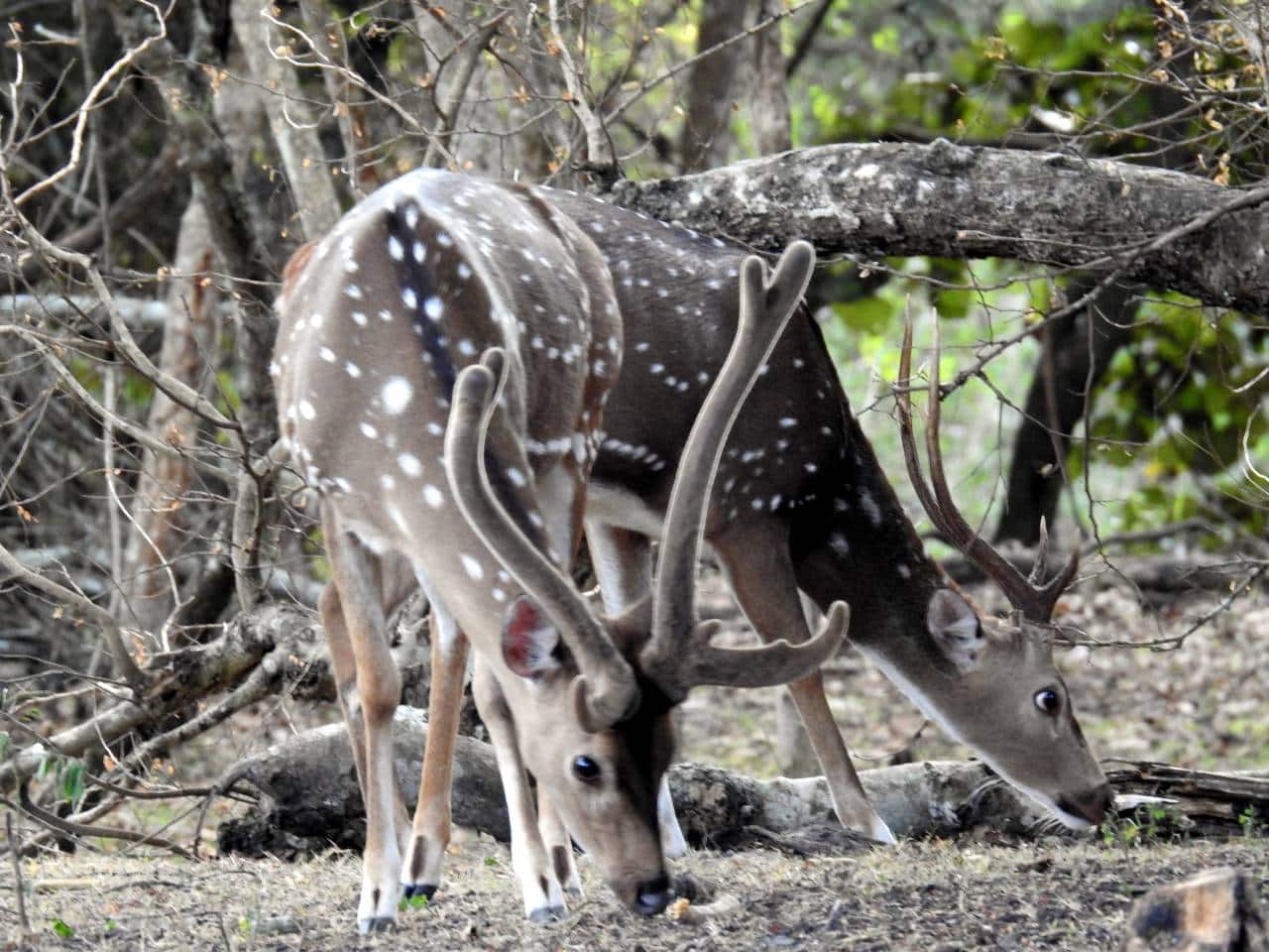 Is zombie deer disease dangerous to humans?