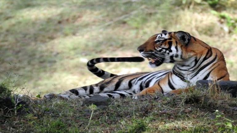 Tiger. (Photo: Bindu Gopal Rao)