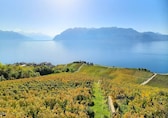 Heady trips: 10 countries to visit in Europe for heritage wines