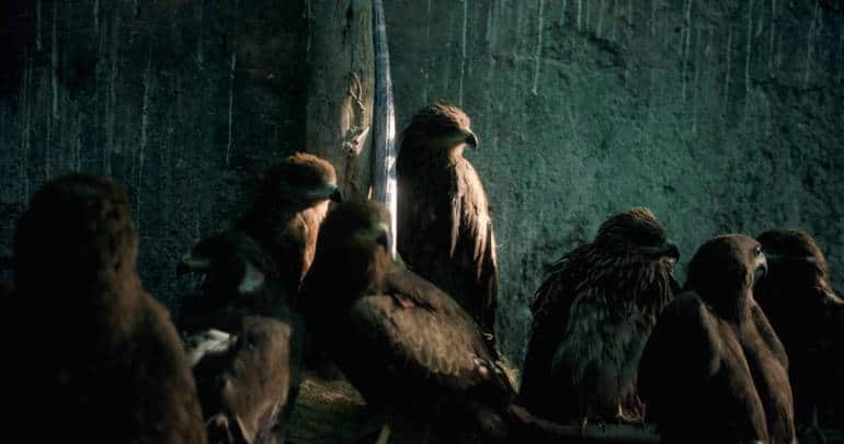 Black kites in a still from the Oscar-nominated documentary 'All That Breathes'. (Photo courtesy Aman Mann/Shaunak Sen)