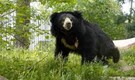 Sloth bears to be introduced in Sariska Tiger Reserve