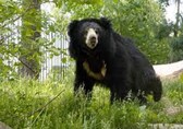 Sloth bears to be introduced in Sariska Tiger Reserve