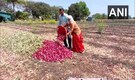 Onion: A look back in the history of India's political hot potato