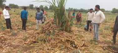 Farmers make a bonfire of their onion crops in Maharashtra's Nashik amid falling crop prices on March 7