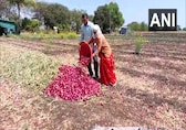 Onion prices make consumers cry: Check rates in Delhi-NCR, Mumbai