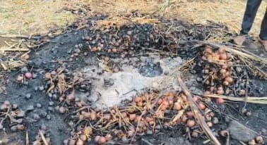 Burned onion crop after farmers set it on fire in Nashik, Maharashtra