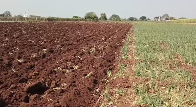 Prices of onion, potato crash; farmers destroy produce and send onion to PM Modi 