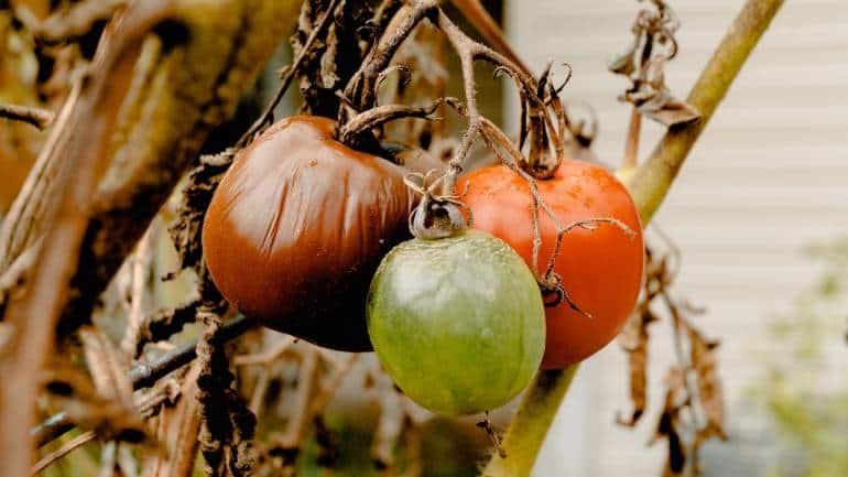 Did you know that about 1.3 billion tonnes of food waste is generated annually before going to consumer refrigerators? (Photo by Wendy Wei via Pexels)