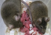 Scientists create mice with 2 biological fathers, say procedure can be used on humans