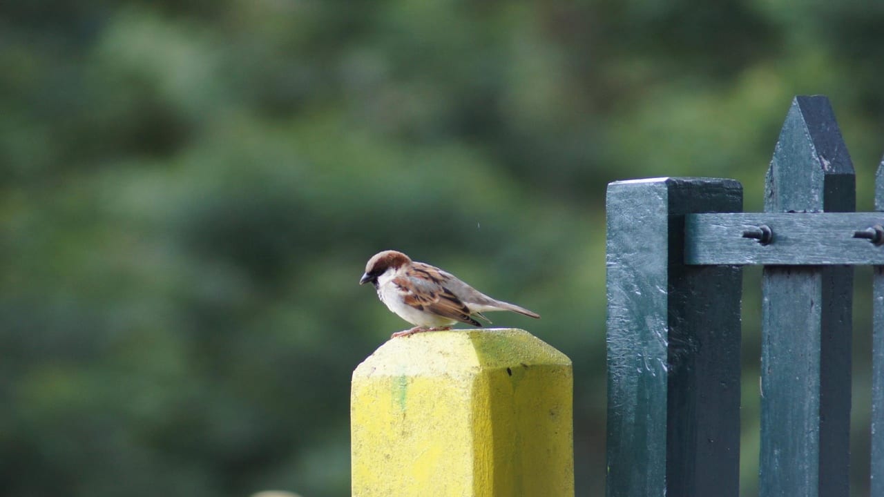 Where have all the sparrows of Bengaluru gone?