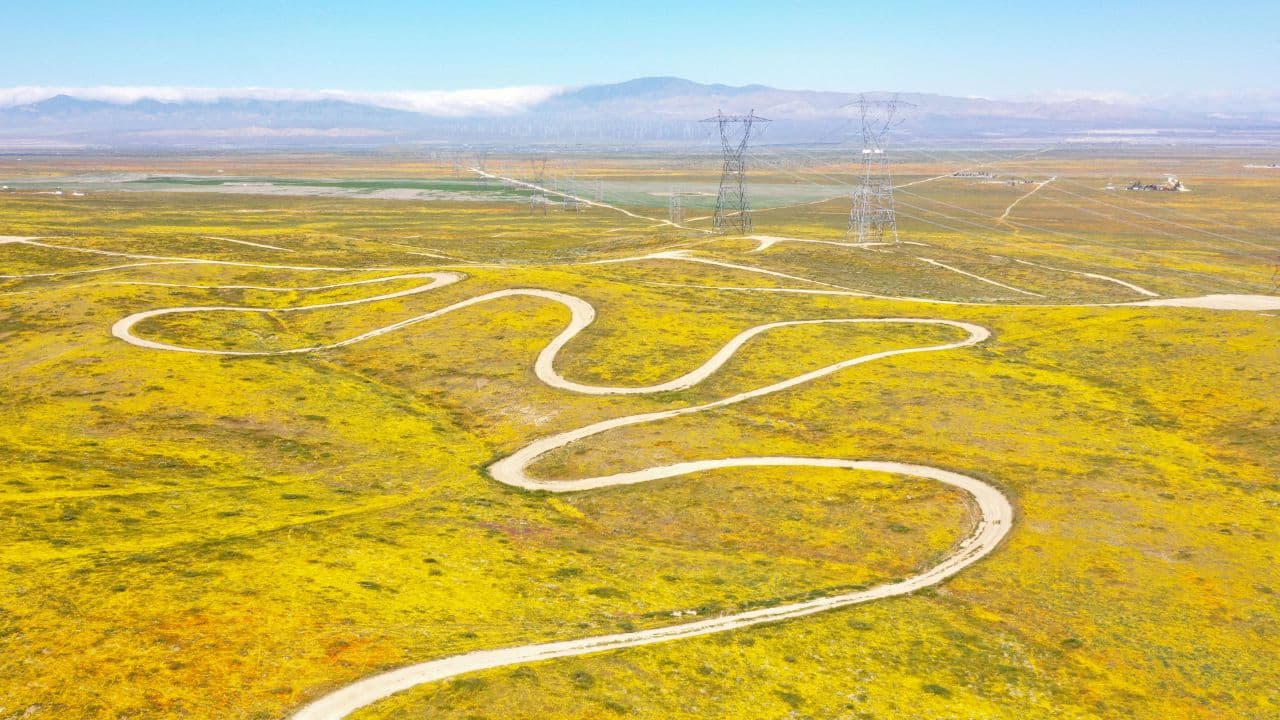 An explosion of oranges, yellows, purples and whites has covered California's hillsides, as a rare &quot;super bloom&quot; bursts into life in the wake of a very wet winter. (Image: Reuters)