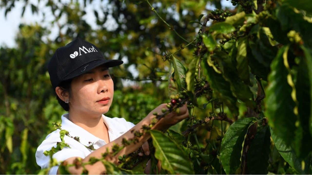 Now, nearly a decade later, she runs her own coffee farm -- "Mori" -- in the remote Central Highlands, cultivating robusta she believes can match the world's favourite bean, arabica, in quality and flavour. "My beans have a fruity, flowery smell, and they taste strong -- but in a gentle way," Ngoc told AFP at her farm close to the city of Pleiku, in the heart of the Vietnamese robusta region. "Vietnamese farmers need to know it is possible to make these beans taste good." (Source: AFP)