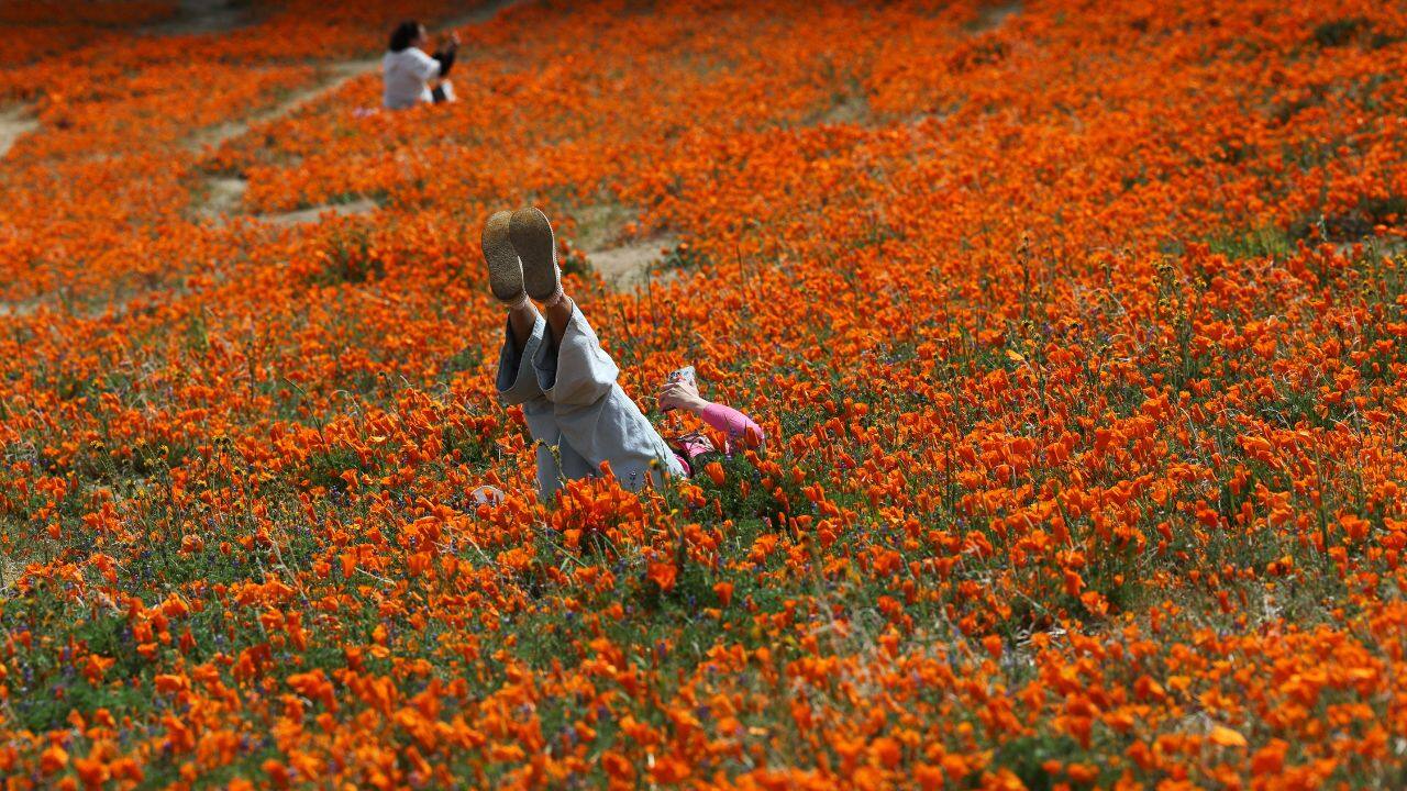 California bursts into super bloom of wild poppies See Pics