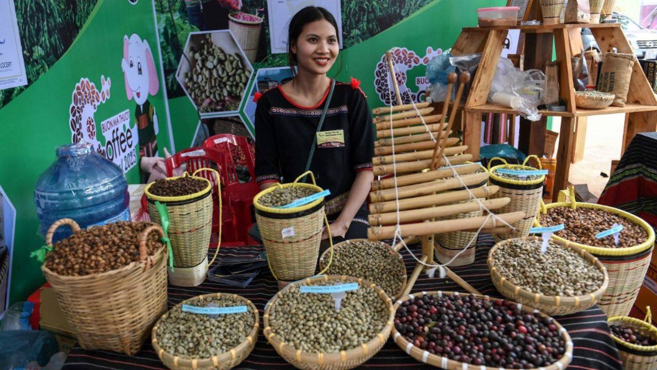 Bitter and earthy. Fit for instant brews only. Robusta coffee has a dire reputation, but a small group of farmers in Vietnam is trying to turn the bean's fortunes around as a warming world threatens the industry. As an interior designer in trendy Ho Chi Minh City, Tran Thi Bich Ngoc, 42, largely stayed clear of Vietnamese coffee, puzzling over why it didn't taste as good as cups from abroad. (Source: AFP)