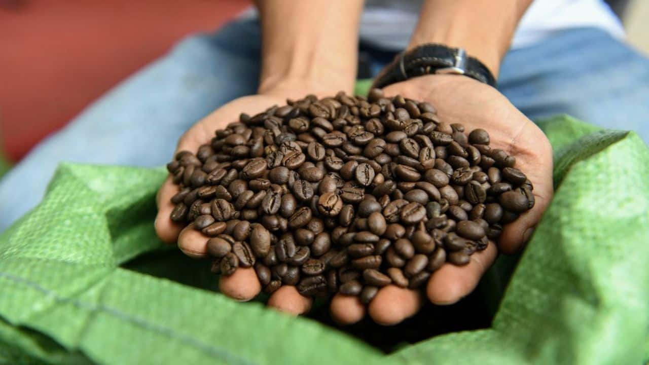 The 53-year-old transformed a farm that had produced low-quality coffee cherries for decades, first under the French and then his parents. "We can now produce robusta with a completely different taste, and a scent that anyone would love," Hung said. Key to the change, Hung said, is that the cherries are now hand-picked, and only when they're fully ripe. "And they're fully organic," he added. (Source: AFP)