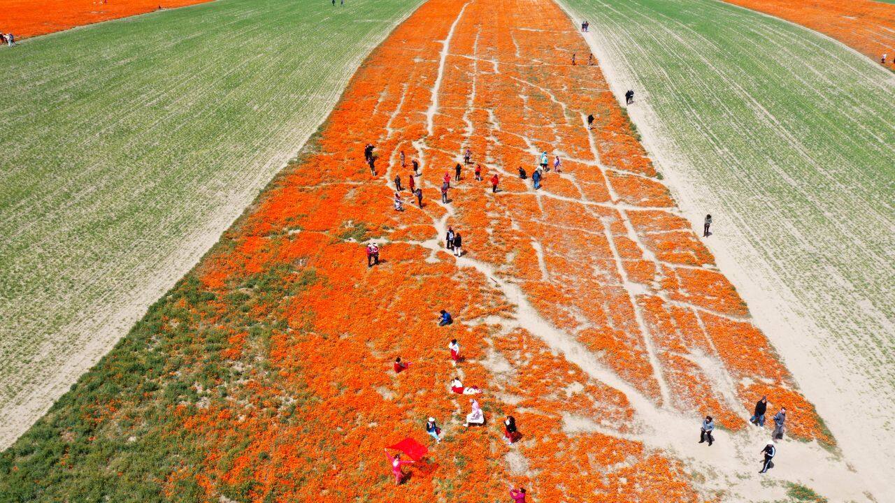 Vast stretches of countryside that spend months of the year as a muted, dry brown have been transformed into a carpet of color that can be seen from space. (Image: Reuters)