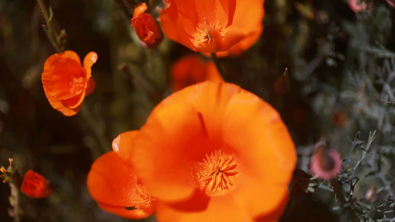 Poppies super bloom in a field near the Antelope Valley California Poppy Reserve in Lancaster, California. (Image: Reuters)