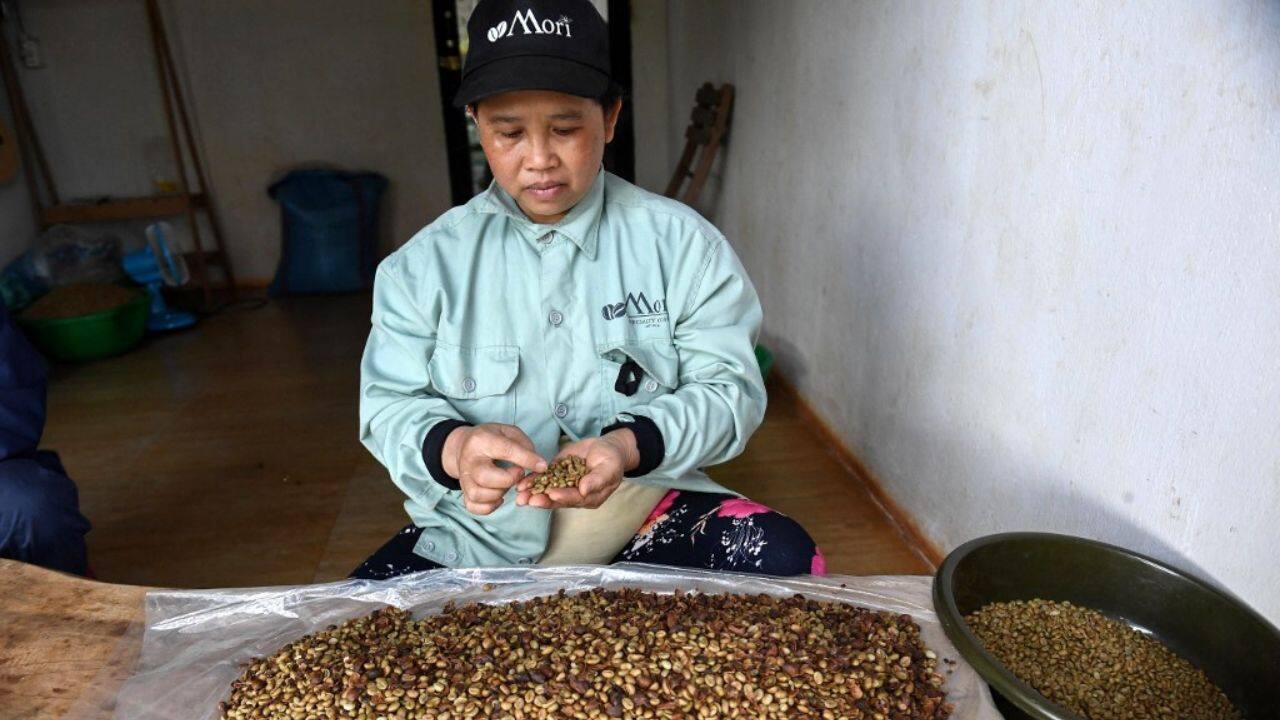 Long scorned by giants such as Starbucks, robusta -- which has almost double the caffeine content of arabica -- is found in most instant coffees, as well as some espresso blends. Most experts agree that the bean has potential, but is stuck in a "vicious circle of bad quality", said Mario Fernandez of the Specialty Coffee Association. "We get bad quality from robusta, therefore it gets a bad reputation, therefore no one wants to pay a premium for it, therefore there's no motivation to improve the quality," he said. (Source: AFP)