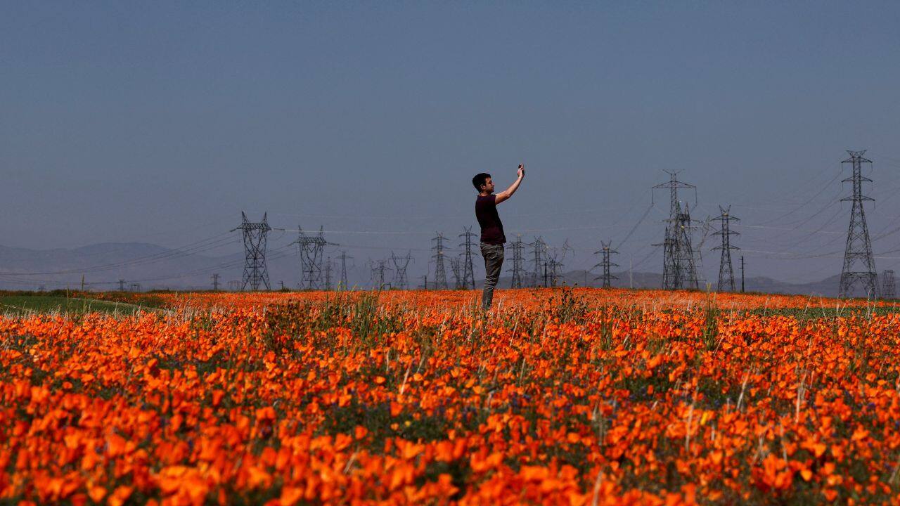 Californians more used to wearing shorts and shades retreated indoors, where many suddenly discovered roof leaks that had gone unnoticed during several dry years. But as the waterlogged winter gave way to spring, nature revealed its spectacular reward. (Image: Reuters)