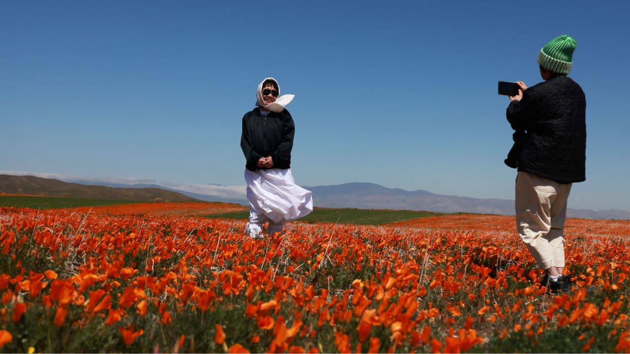 A super bloom of wild poppies carpets the hills near Lake Elsinore in southern California. (Image: Reuters)