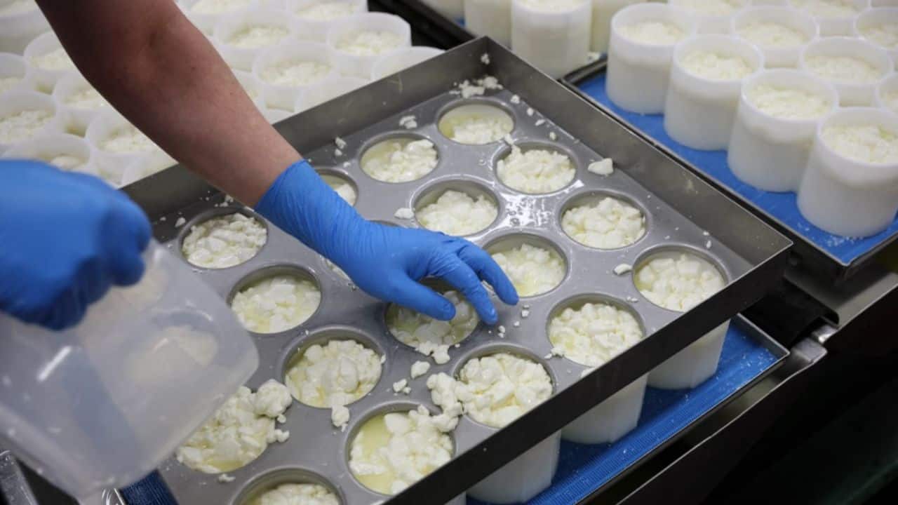 In the Basingstoke factory, there is not a machine in sight. Everything is done by hand, from the handling of the milk -- delivered by a neighbouring farm -- to the packaging in a round wooden box imported from France. (Image: AFP)