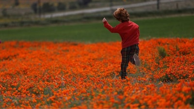 California bursts into super bloom of wild poppies: See Pics