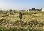 India’s crop output drops, as country relies more on milk, meat and fish gain