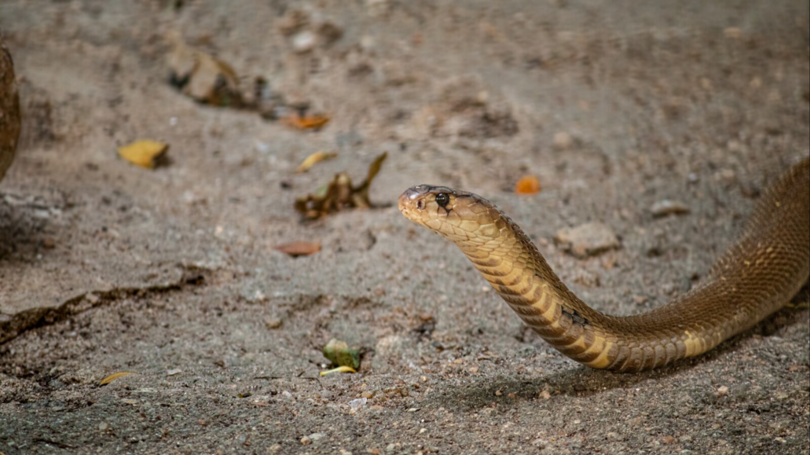 Venomous Cobra in Plane Forces South African Pilot to Make