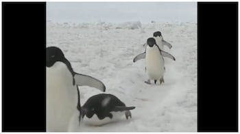 Anand Mahindra's Monday Motivation video features a huddle of penguins. (Image: Screengrab from video @GY18164253/Twitter)