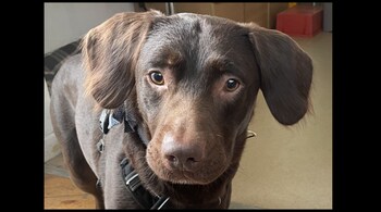 Coco is now out of danger and off all medication and alcohol. (Image: @WoodsideAnimalSanctuary/Facebook)