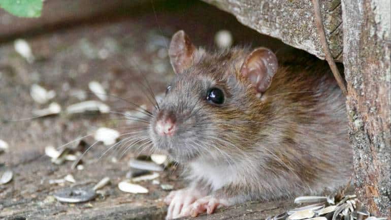 New York City now has a 'rat czar.' Here's what that means - Vimarsana News
