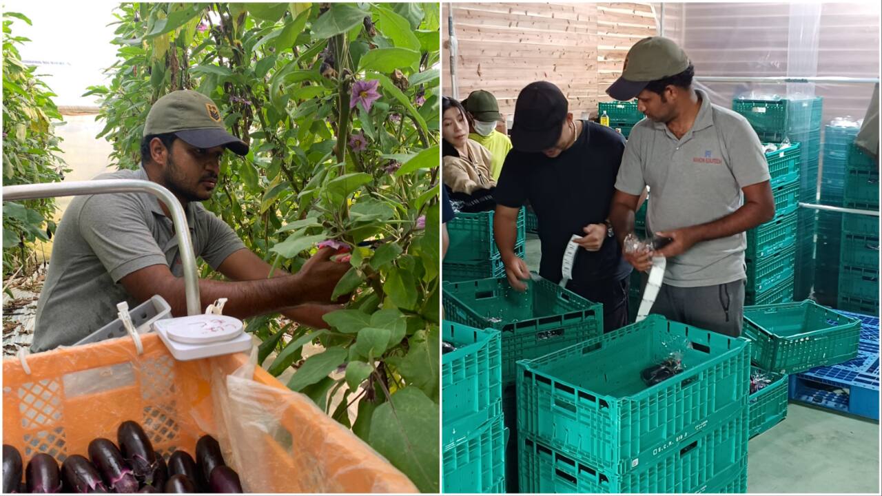 Infosys techie, 27, quits job to take up brinjal farming in Japan, earns double