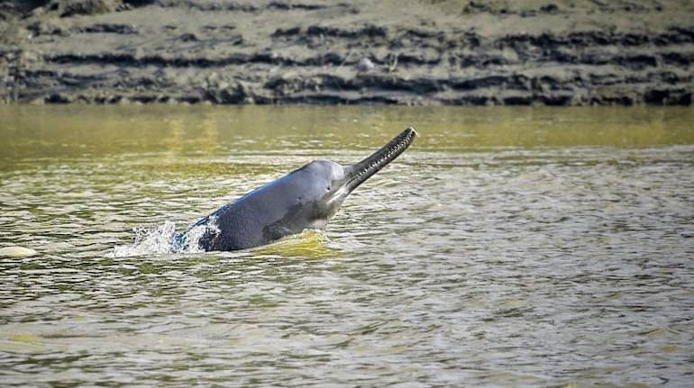 A Four Fishermen Eat Dolphin After 'Accidentally' Catching it From Yamuna.