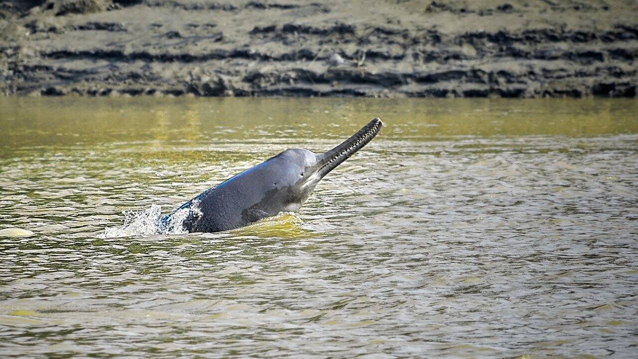 Dolphins can live up to 50 years. its been 49 since we won the