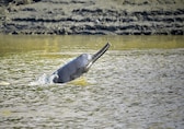 Ganges river dolphin: Why India must do more to conserve our National Aquatic Animal