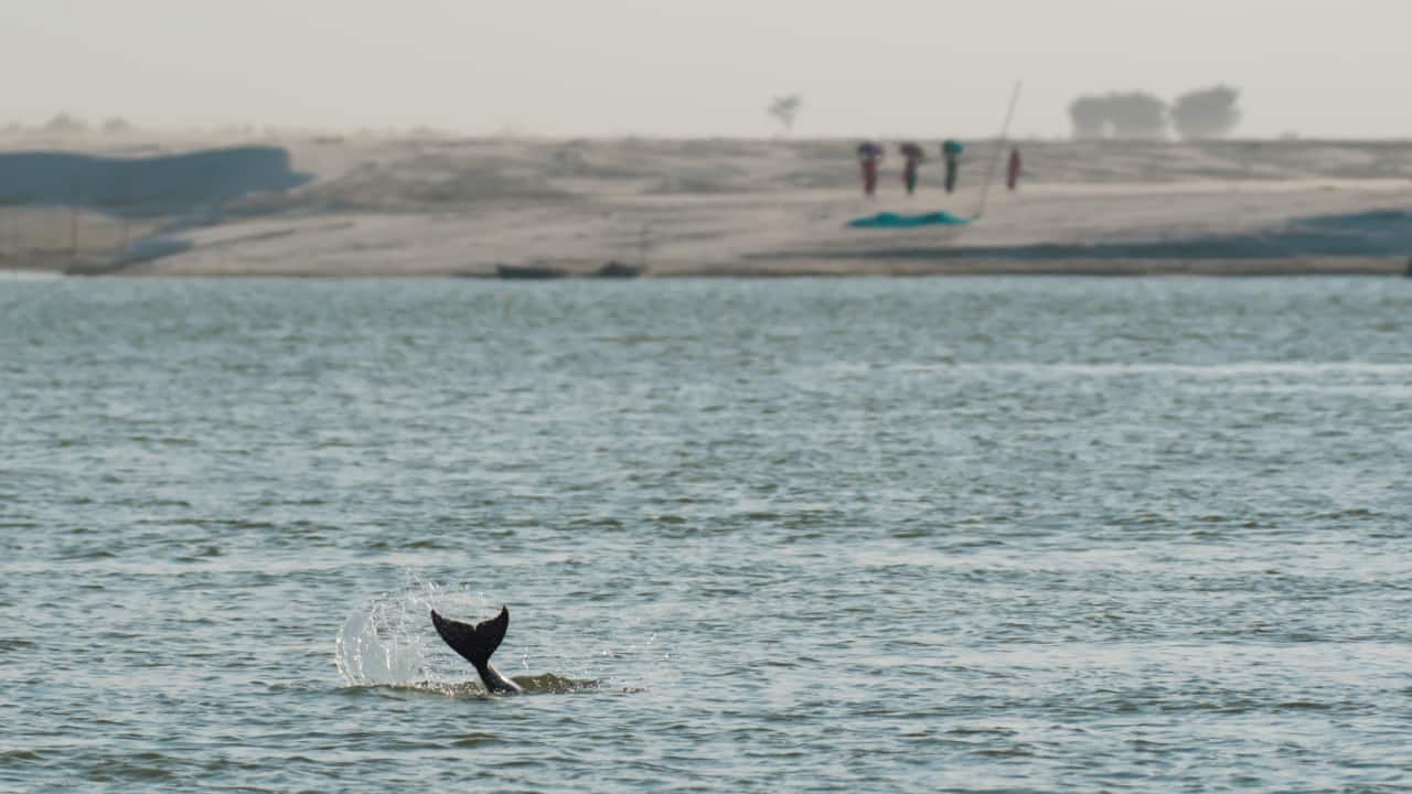 How To protect and understand Ganges river dolphins better,