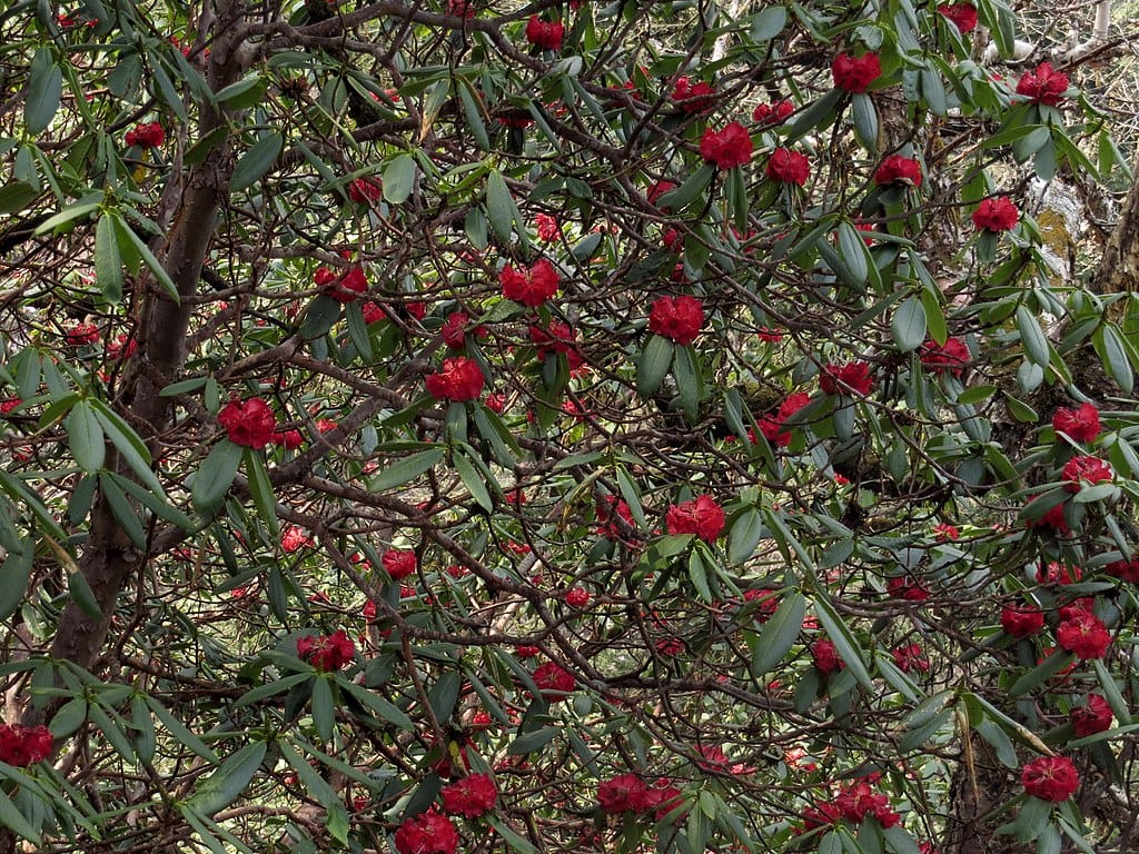 Rhododendron flowers in Uttarakhand. (Photo by Swati Sidhu via Wikimedia Commons)