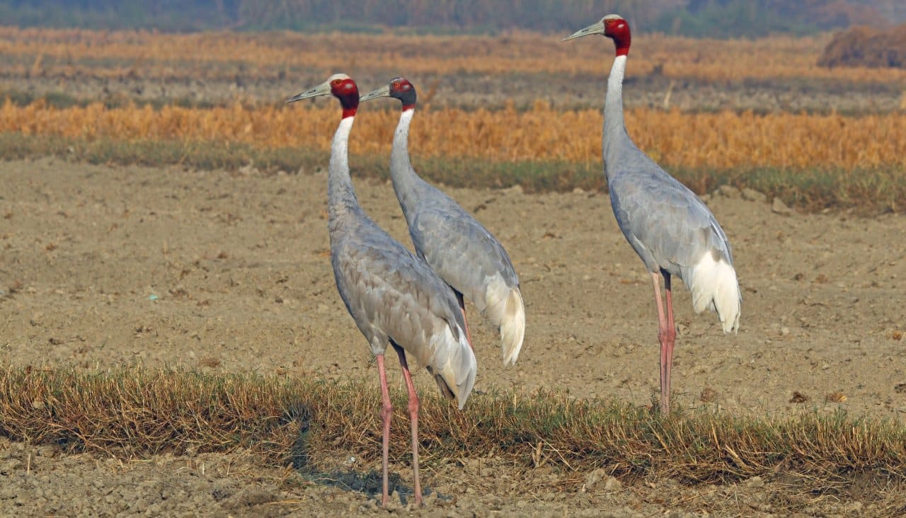 Sarus cranes in Uttar Pradesh Photo Credit Charles J Sharp via Wikimedia Commons