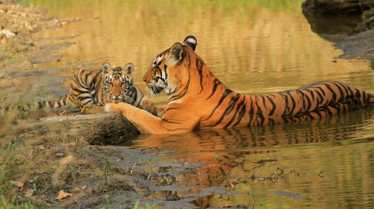 Tiger census 2022 world's most extensive wildlife survey: Report