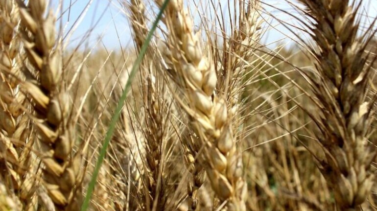 The procurement of wheat last year was 187.92 lakh tonnes.