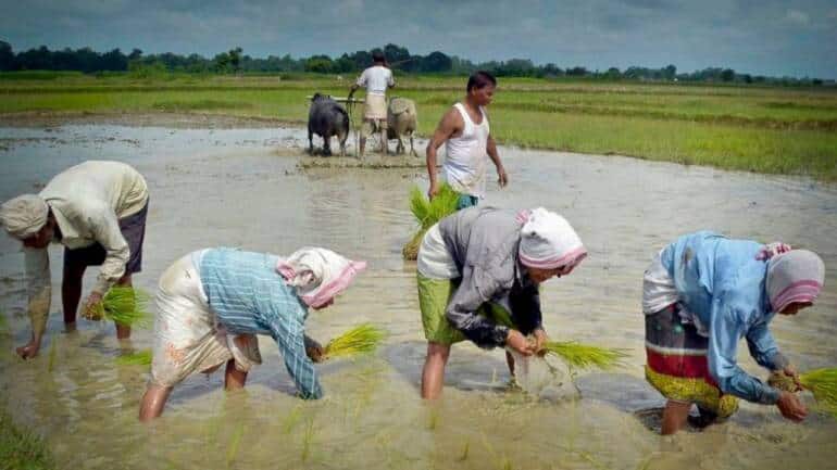 Govt imposes 20% export duty on parboiled rice - Vimarsana News