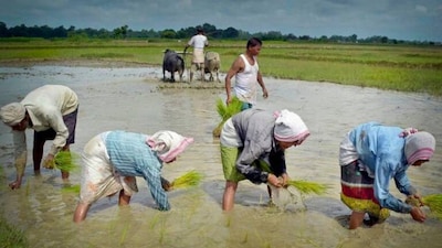 Chhattisgarh Assembly Polls 2023: Paddy may hold key power in India's rice bowl
