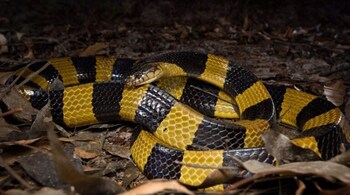 banded krait