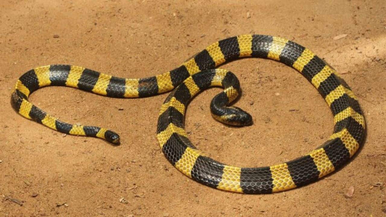 banded krait