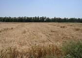 Farm Uneasy | Battered by freak weather, Punjab and Haryana farmers losing hope