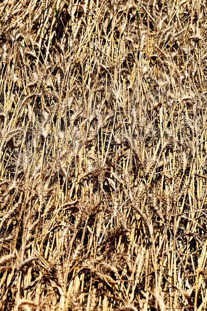 Wheat crop
